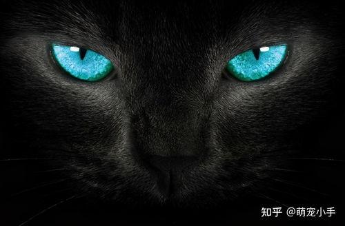 黑猫变成人博主视频,揭秘神秘博主神秘变身之谜
