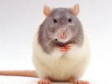 成人老鼠化妆教程视频,成人老鼠化妆教程视频全解析