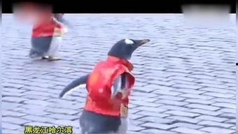 成人失足落水搞笑视频,成人失足落水搞笑瞬间大盘点